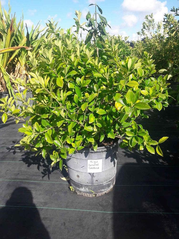 gardenia-jasminoides-miami-supreme-grafted-cape-jasmine-gandharaj-gardenia-augusta