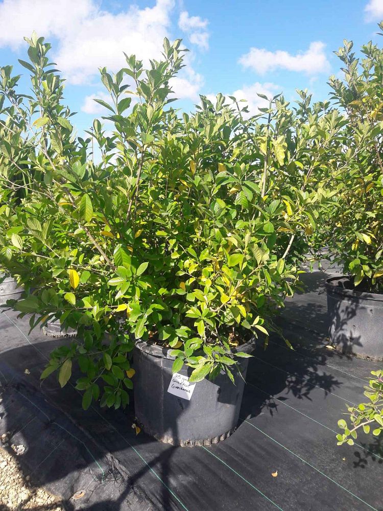 gardenia-jasminoides-miami-supreme-grafted-cape-jasmine-gandharaj-gardenia-augusta