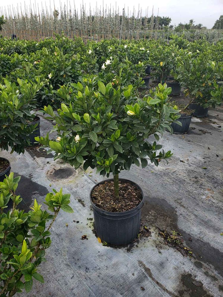 gardenia-jasminoides-miami-supreme-grafted-cape-jasmine-gandharaj-gardenia-augusta