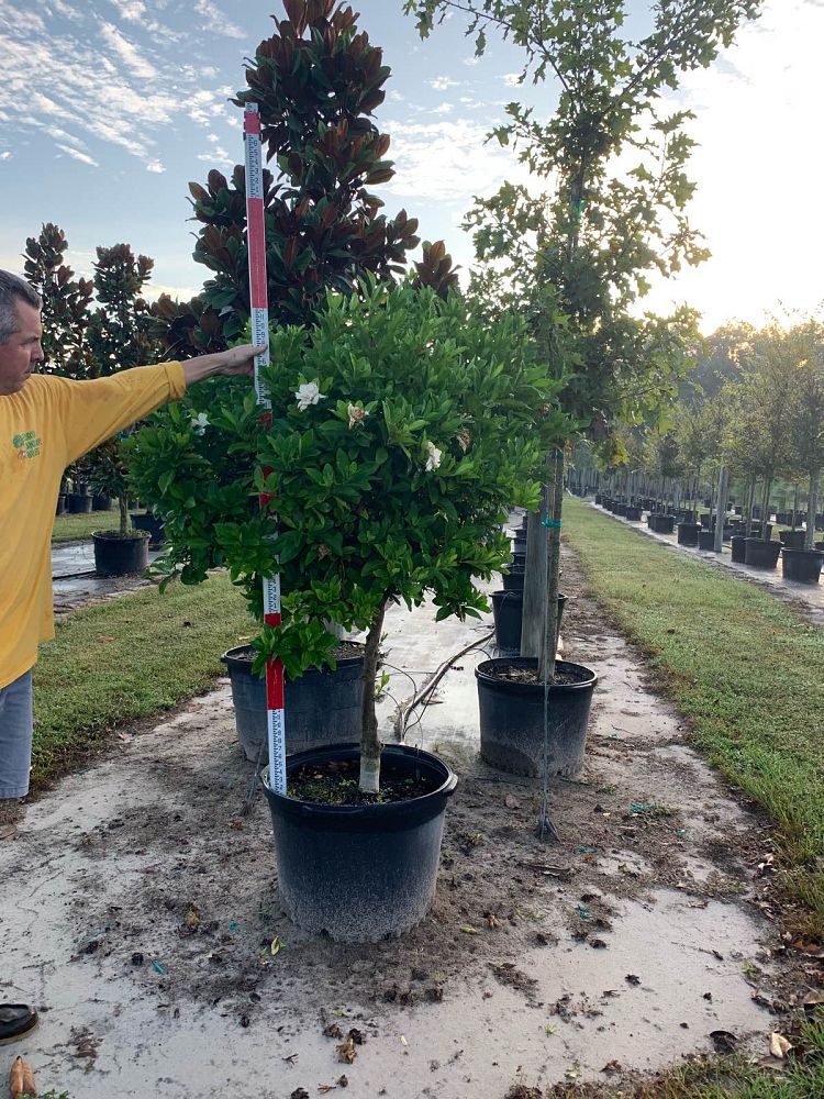 gardenia-jasminoides-miami-supreme-grafted-cape-jasmine-gandharaj-gardenia-augusta