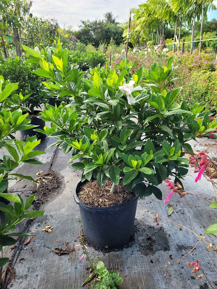 gardenia-jasminoides-miami-supreme-grafted-cape-jasmine-gandharaj-gardenia-augusta