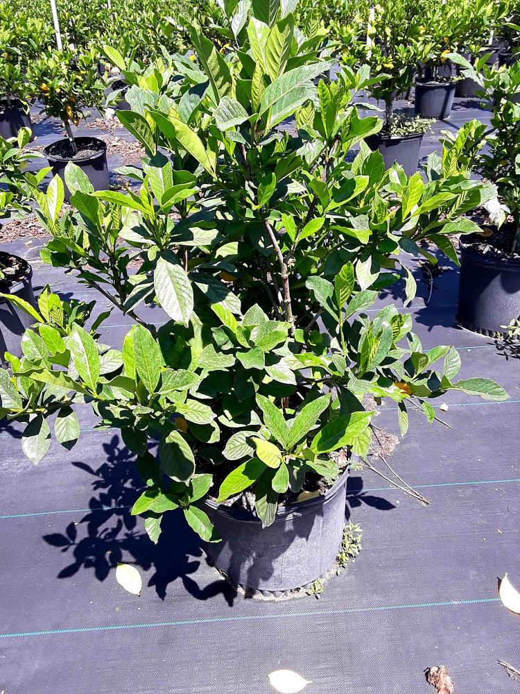 gardenia-jasminoides-miami-supreme-grafted-cape-jasmine-gandharaj-gardenia-augusta