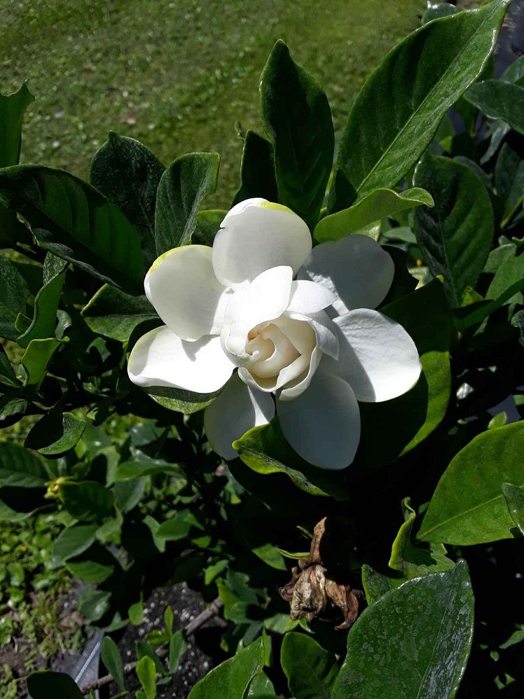 gardenia-jasminoides-miami-supreme-grafted-cape-jasmine-gandharaj-gardenia-augusta