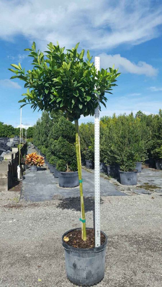gardenia-jasminoides-miami-supreme-grafted-cape-jasmine-gandharaj-gardenia-augusta