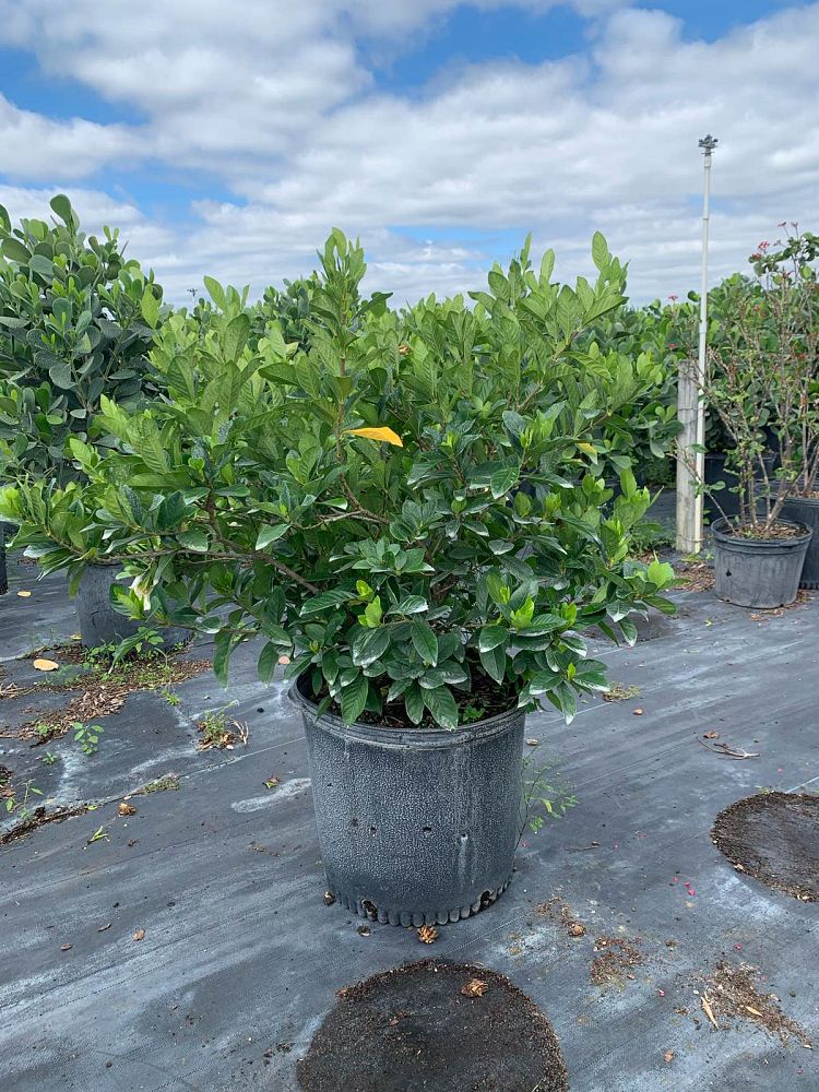 gardenia-jasminoides-miami-supreme-grafted-cape-jasmine-gandharaj-gardenia-augusta