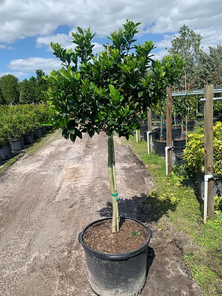 gardenia-jasminoides-miami-supreme-grafted-cape-jasmine-gandharaj-gardenia-augusta