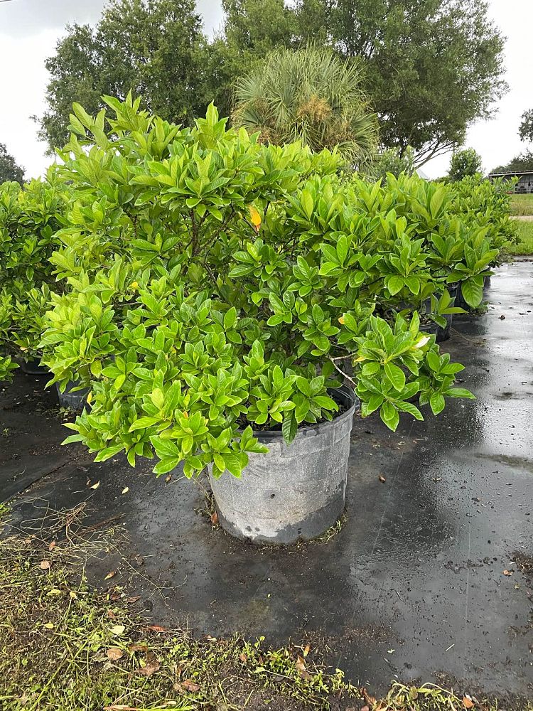 gardenia-jasminoides-miami-supreme-grafted-cape-jasmine-gandharaj-gardenia-augusta