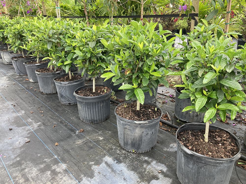 gardenia-jasminoides-miami-supreme-grafted-cape-jasmine-gandharaj-gardenia-augusta