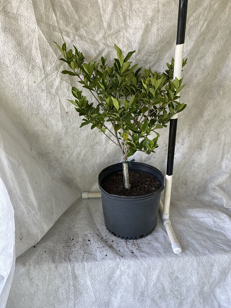 gardenia-jasminoides-miami-supreme-grafted-cape-jasmine-gandharaj-gardenia-augusta