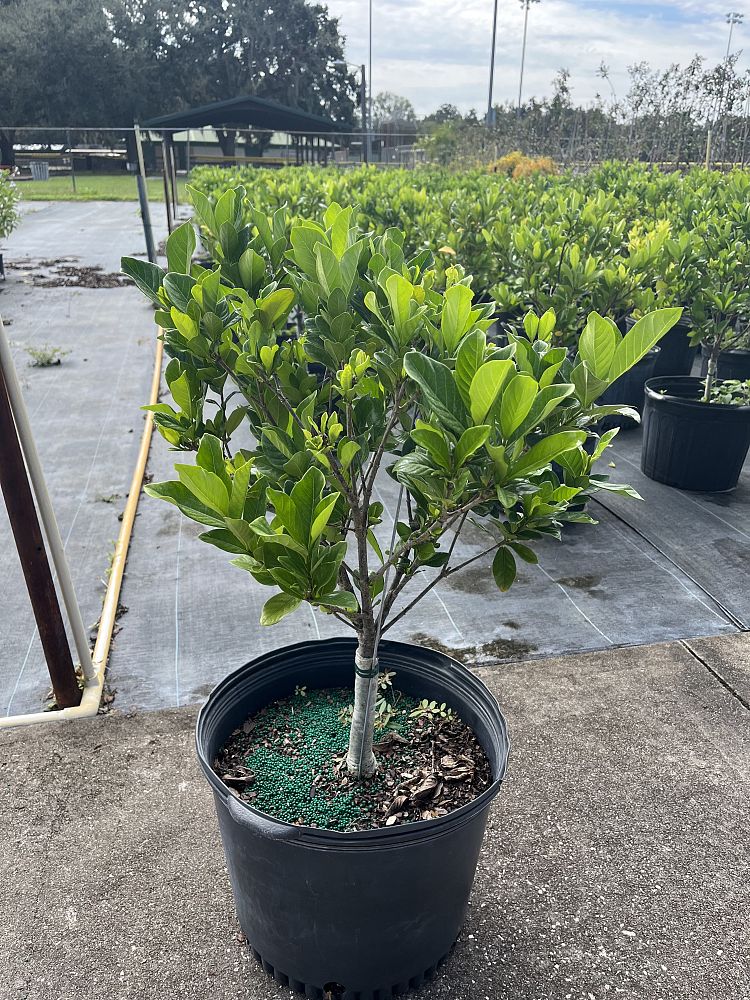 gardenia-jasminoides-miami-supreme-grafted-cape-jasmine-gandharaj-gardenia-augusta