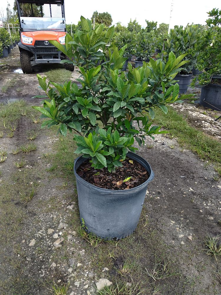 gardenia-jasminoides-miami-supreme-grafted-cape-jasmine-gandharaj-gardenia-augusta