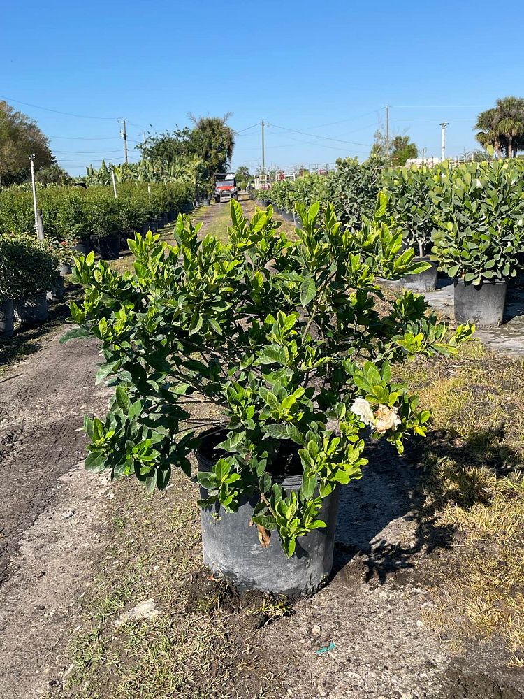 gardenia-jasminoides-miami-supreme-grafted-cape-jasmine-gandharaj-gardenia-augusta