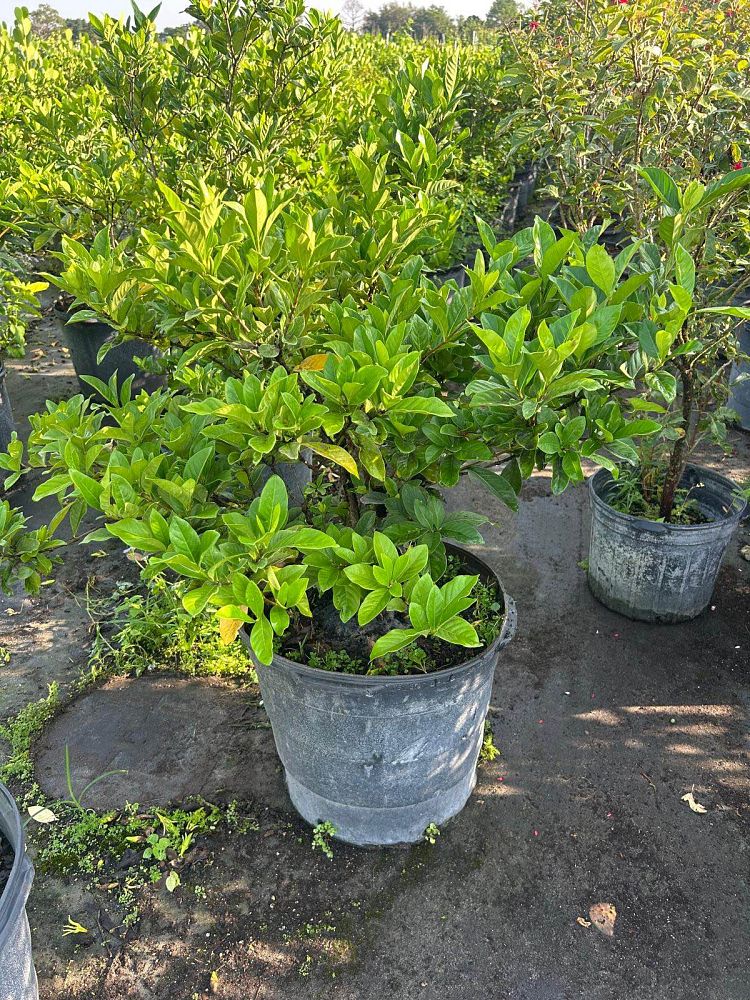 gardenia-jasminoides-miami-supreme-grafted-cape-jasmine-gandharaj-gardenia-augusta