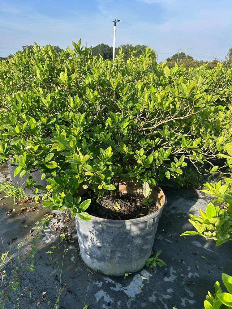 gardenia-jasminoides-miami-supreme-grafted-cape-jasmine-gandharaj-gardenia-augusta