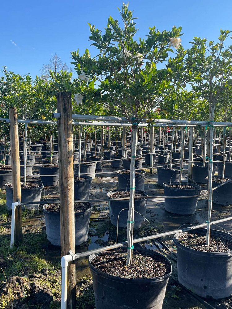 gardenia-jasminoides-miami-supreme-grafted-cape-jasmine-gandharaj-gardenia-augusta