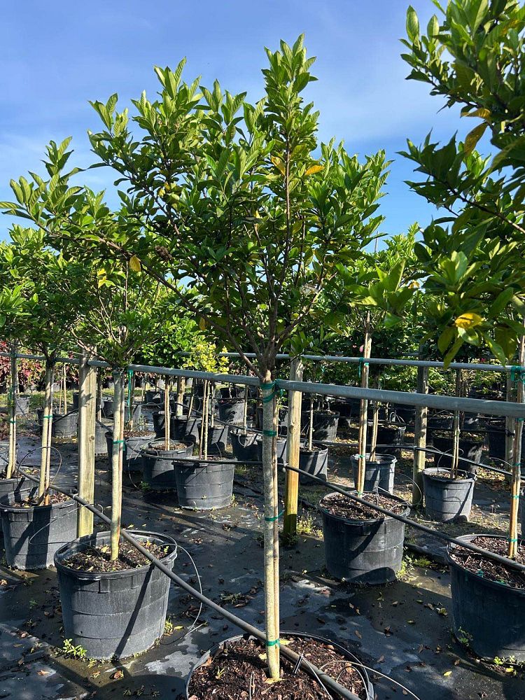 gardenia-jasminoides-miami-supreme-grafted-cape-jasmine-gandharaj-gardenia-augusta