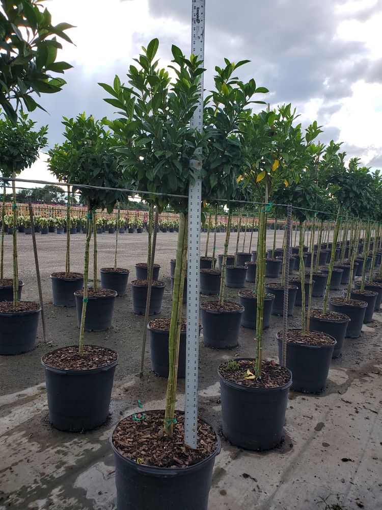 gardenia-jasminoides-miami-supreme-grafted-cape-jasmine-gandharaj-gardenia-augusta