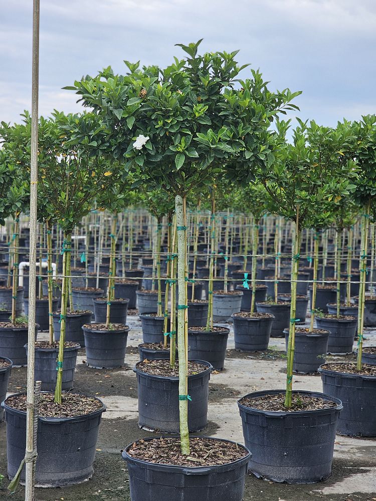 gardenia-jasminoides-miami-supreme-grafted-cape-jasmine-gandharaj-gardenia-augusta