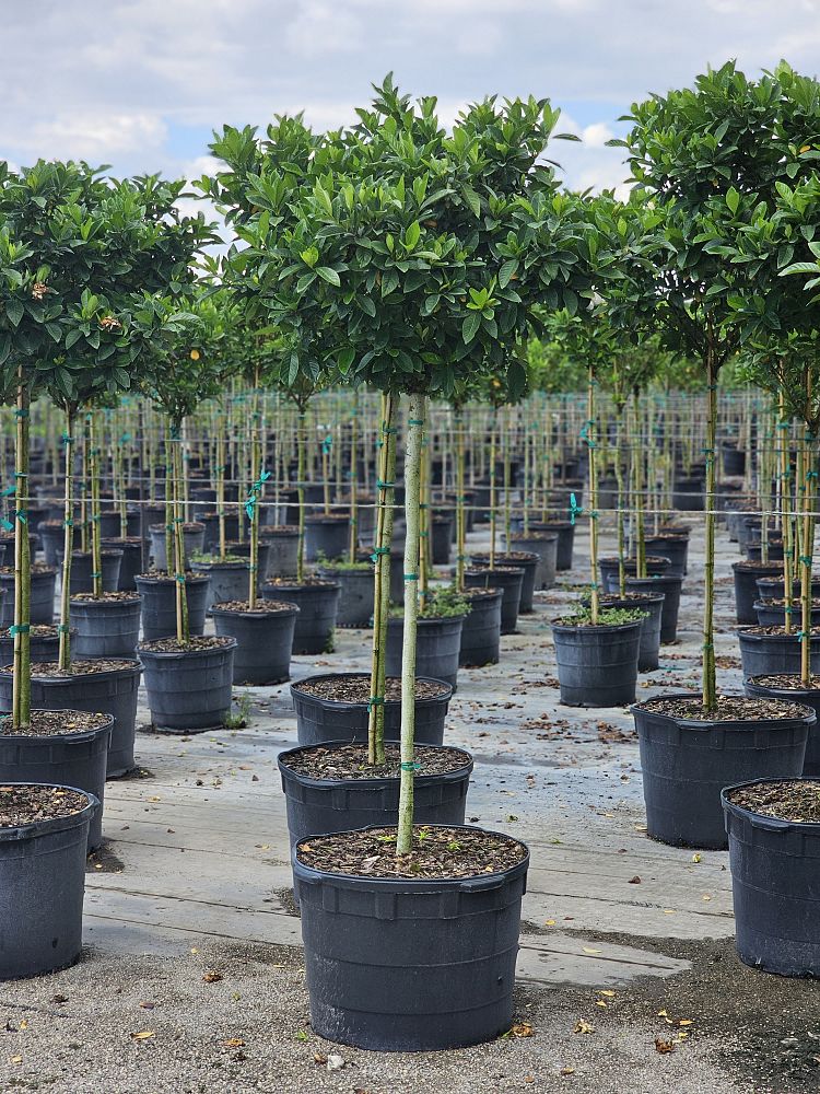 gardenia-jasminoides-miami-supreme-grafted-cape-jasmine-gandharaj-gardenia-augusta