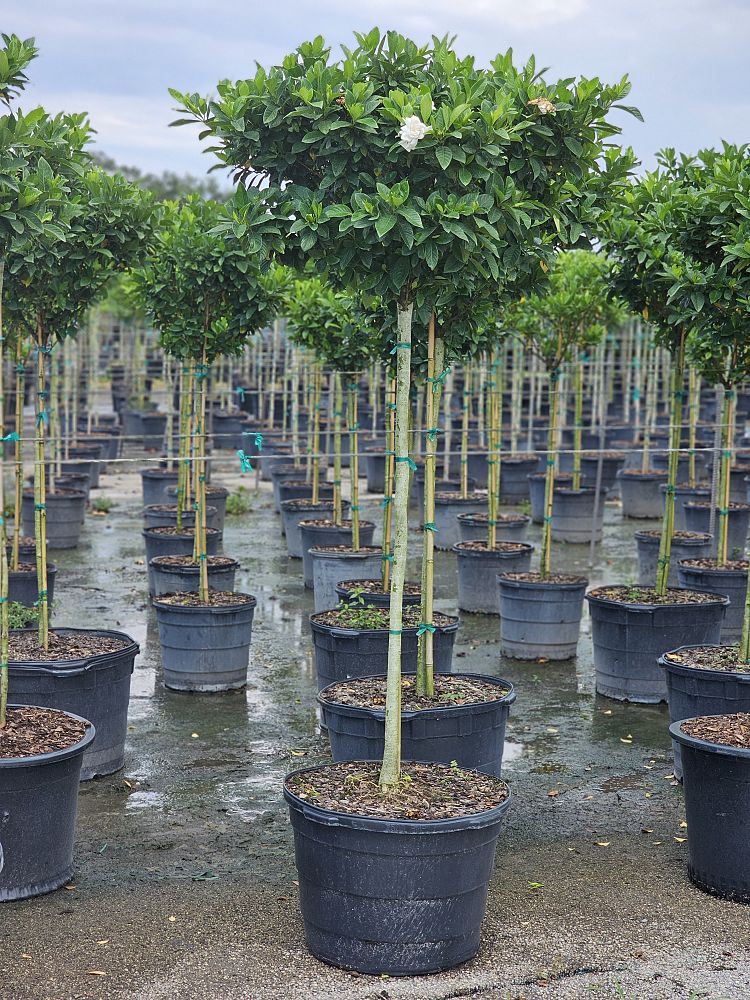 gardenia-jasminoides-miami-supreme-grafted-cape-jasmine-gandharaj-gardenia-augusta