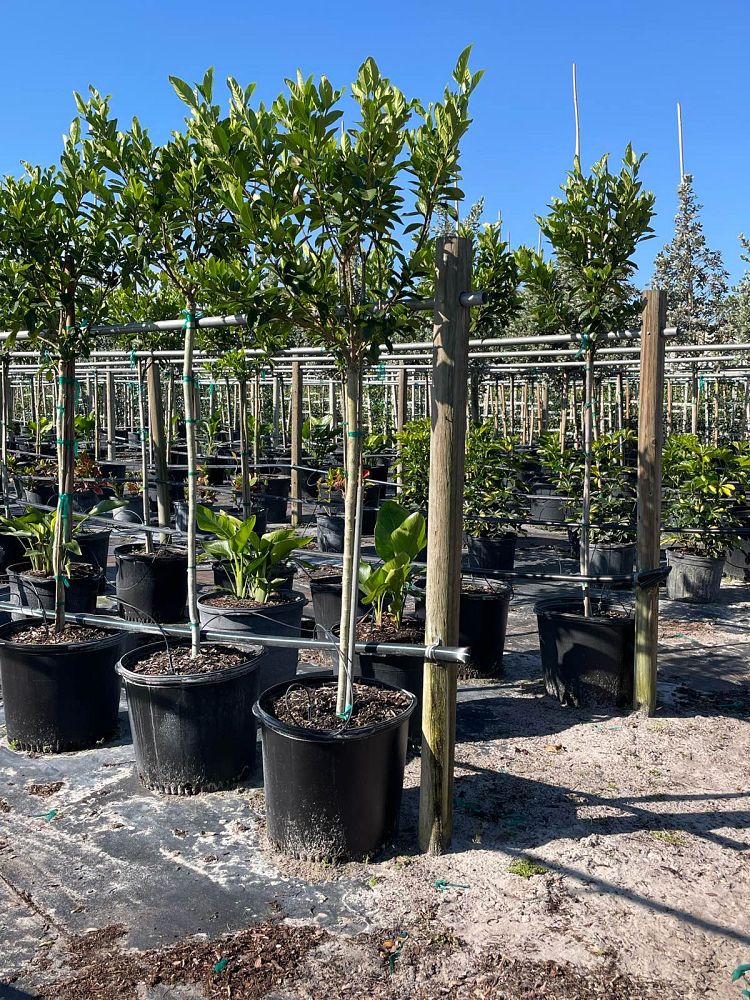 gardenia-jasminoides-miami-supreme-grafted-cape-jasmine-gandharaj-gardenia-augusta