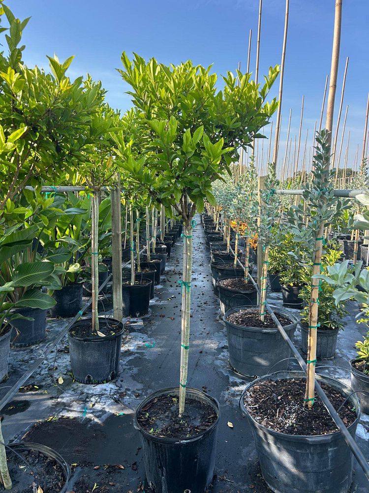 gardenia-jasminoides-miami-supreme-grafted-cape-jasmine-gandharaj-gardenia-augusta