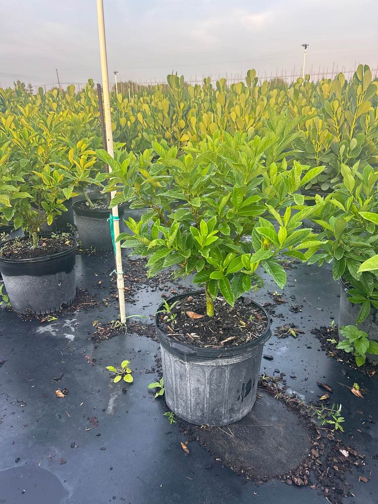 gardenia-jasminoides-miami-supreme-grafted-cape-jasmine-gandharaj-gardenia-augusta