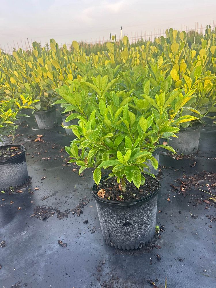 gardenia-jasminoides-miami-supreme-grafted-cape-jasmine-gandharaj-gardenia-augusta