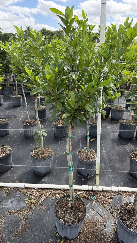 gardenia-jasminoides-miami-supreme-grafted-cape-jasmine-gandharaj-gardenia-augusta