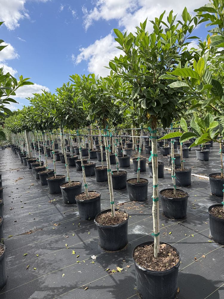 gardenia-jasminoides-miami-supreme-grafted-cape-jasmine-gandharaj-gardenia-augusta