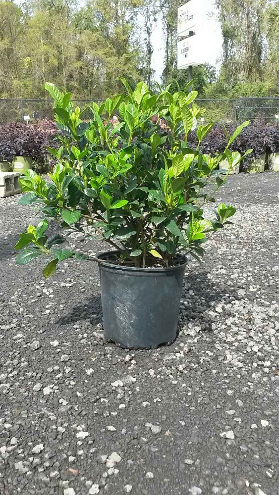 gardenia-jasminoides-mystery-cape-jasmine-gandharaj-gardenia-augusta