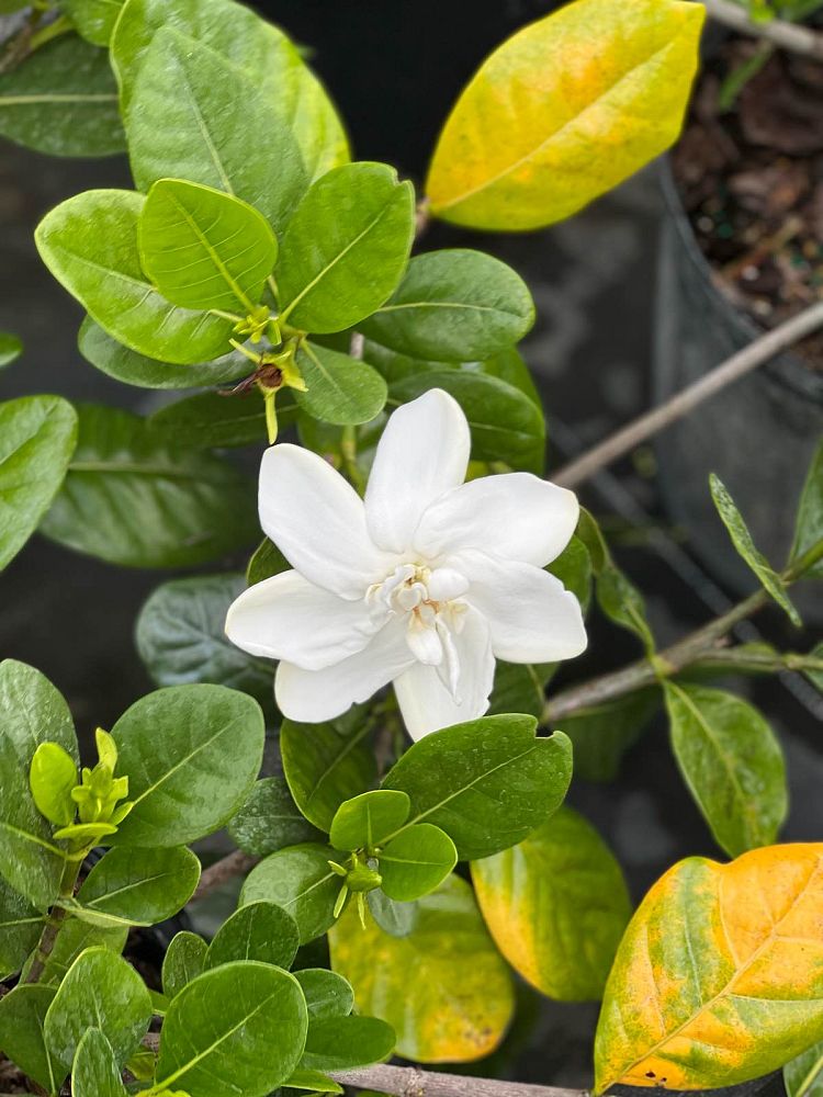 gardenia-jasminoides-mystery-cape-jasmine-gandharaj-gardenia-augusta