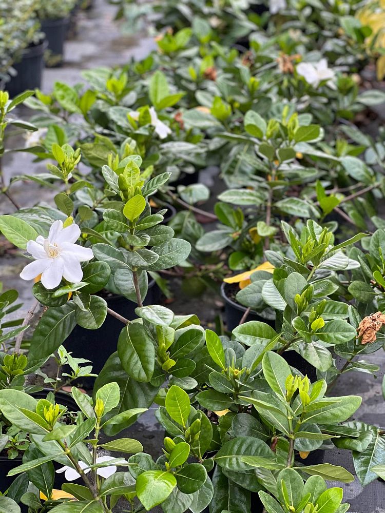 gardenia-jasminoides-mystery-cape-jasmine-gandharaj-gardenia-augusta
