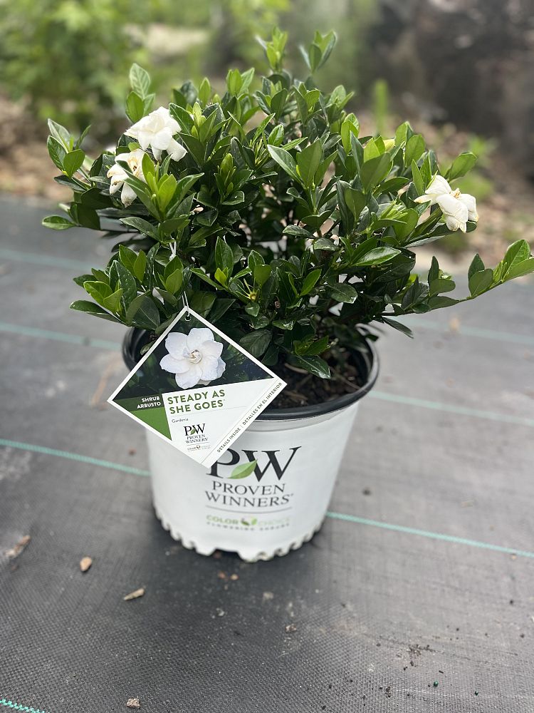 gardenia-jasminoides-price-charles-steady-as-she-goes-trade-gardenia