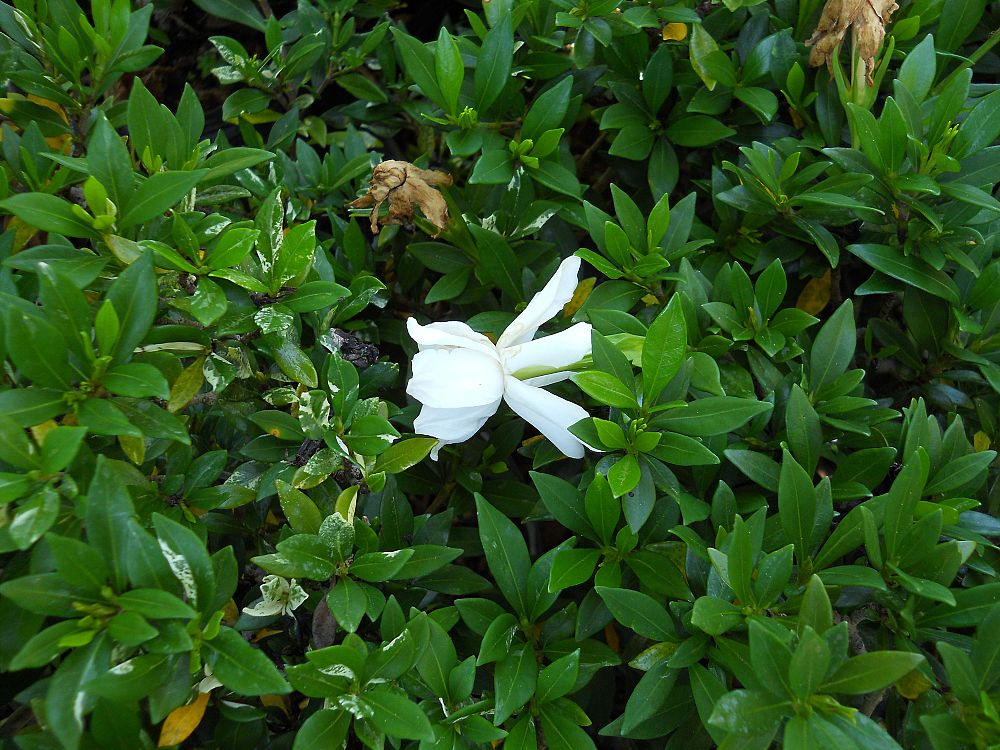 gardenia-jasminoides-radicans-cape-jasmine-gandharaj-gardenia-augusta
