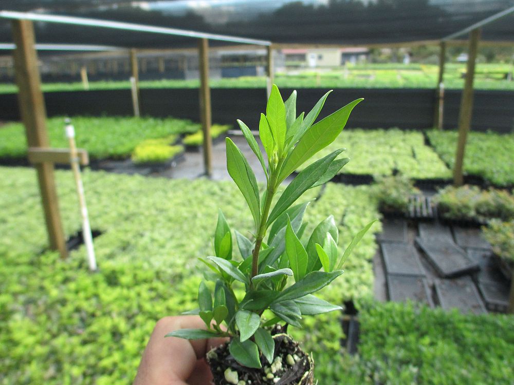 gardenia-jasminoides-radicans-cape-jasmine-gandharaj-gardenia-augusta