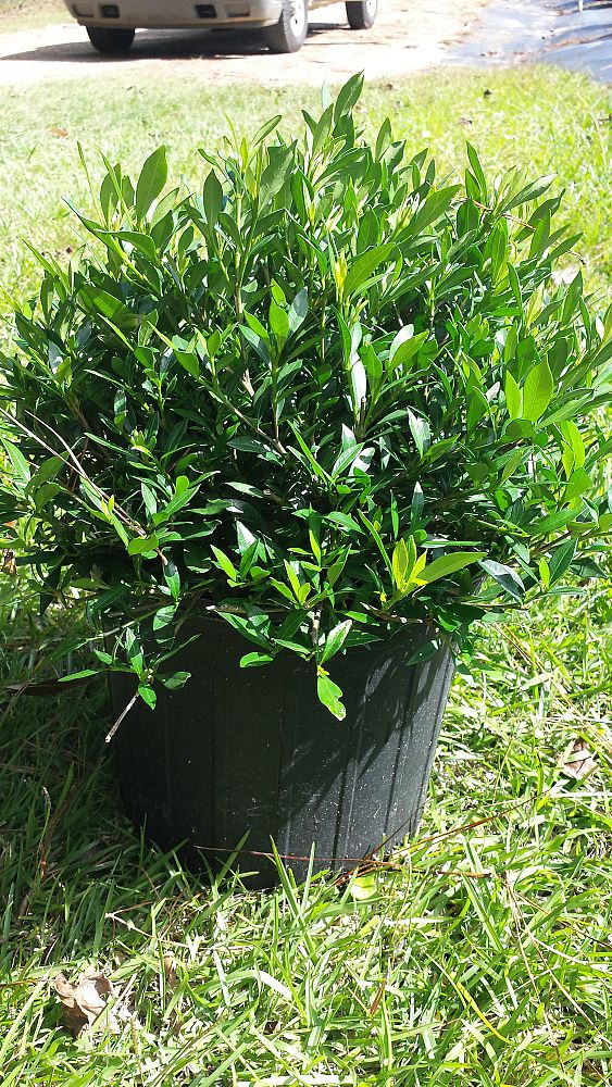 gardenia-jasminoides-radicans-cape-jasmine-gandharaj-gardenia-augusta