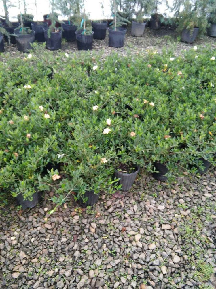 gardenia-jasminoides-radicans-cape-jasmine-gandharaj-gardenia-augusta