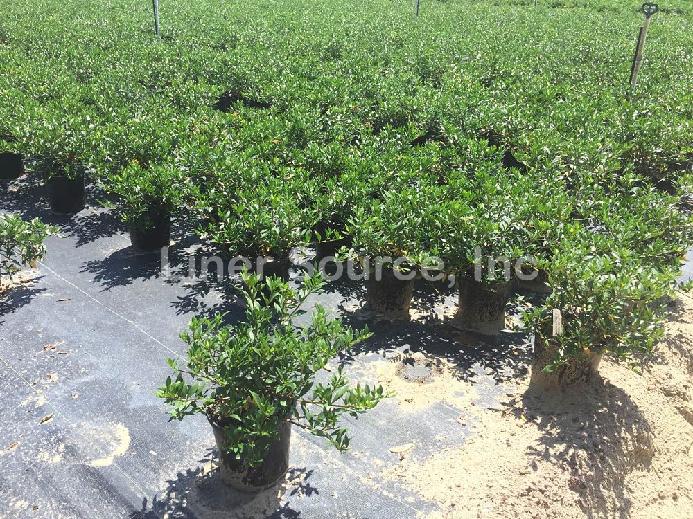 gardenia-jasminoides-radicans-cape-jasmine-gandharaj-gardenia-augusta