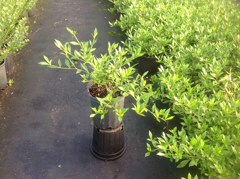gardenia-jasminoides-radicans-cape-jasmine-gandharaj-gardenia-augusta