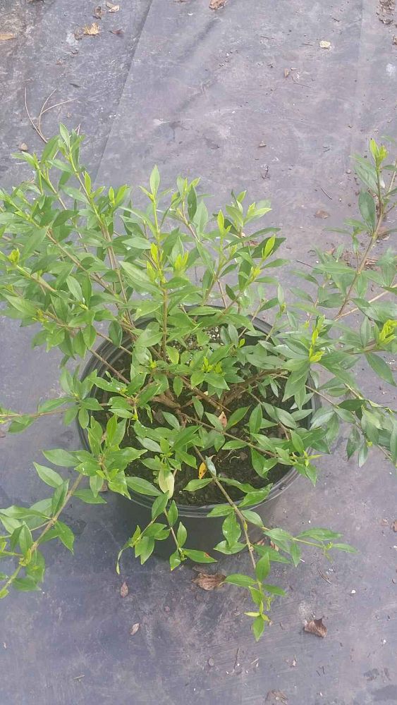 gardenia-jasminoides-radicans-cape-jasmine-gandharaj-gardenia-augusta