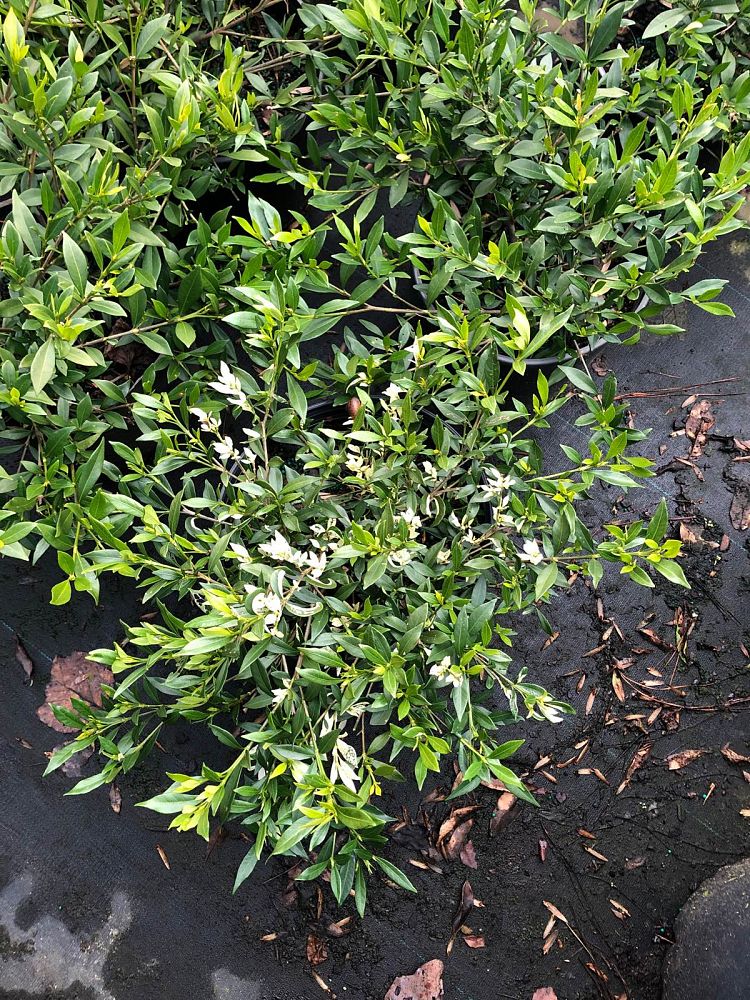 gardenia-jasminoides-radicans-cape-jasmine-gandharaj-gardenia-augusta