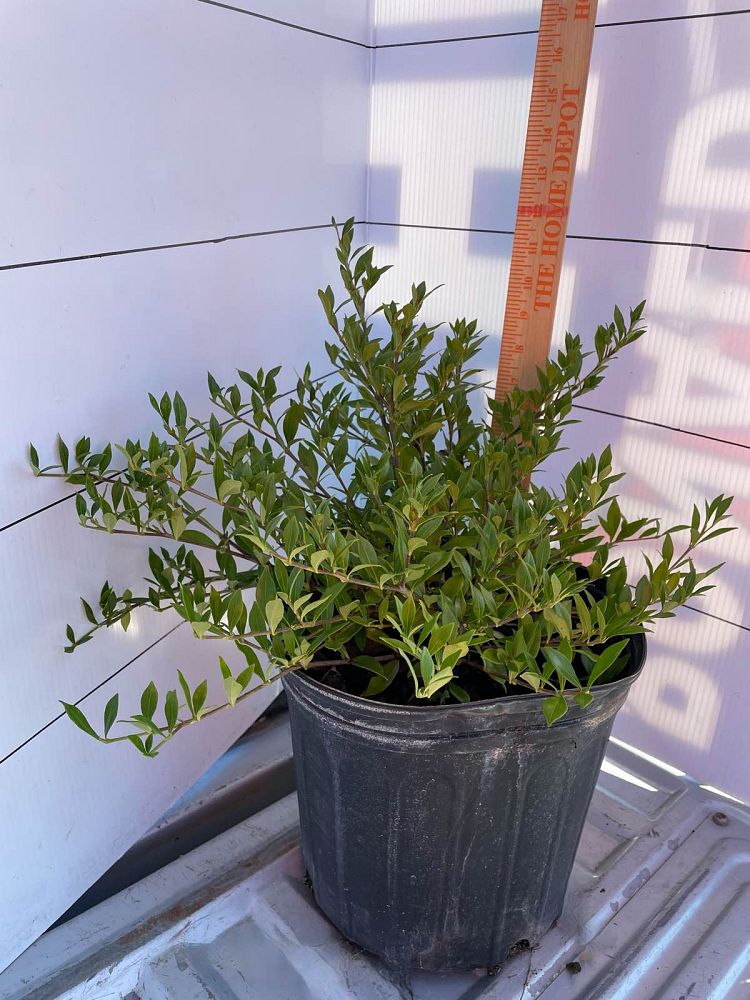gardenia-jasminoides-radicans-cape-jasmine-gandharaj-gardenia-augusta
