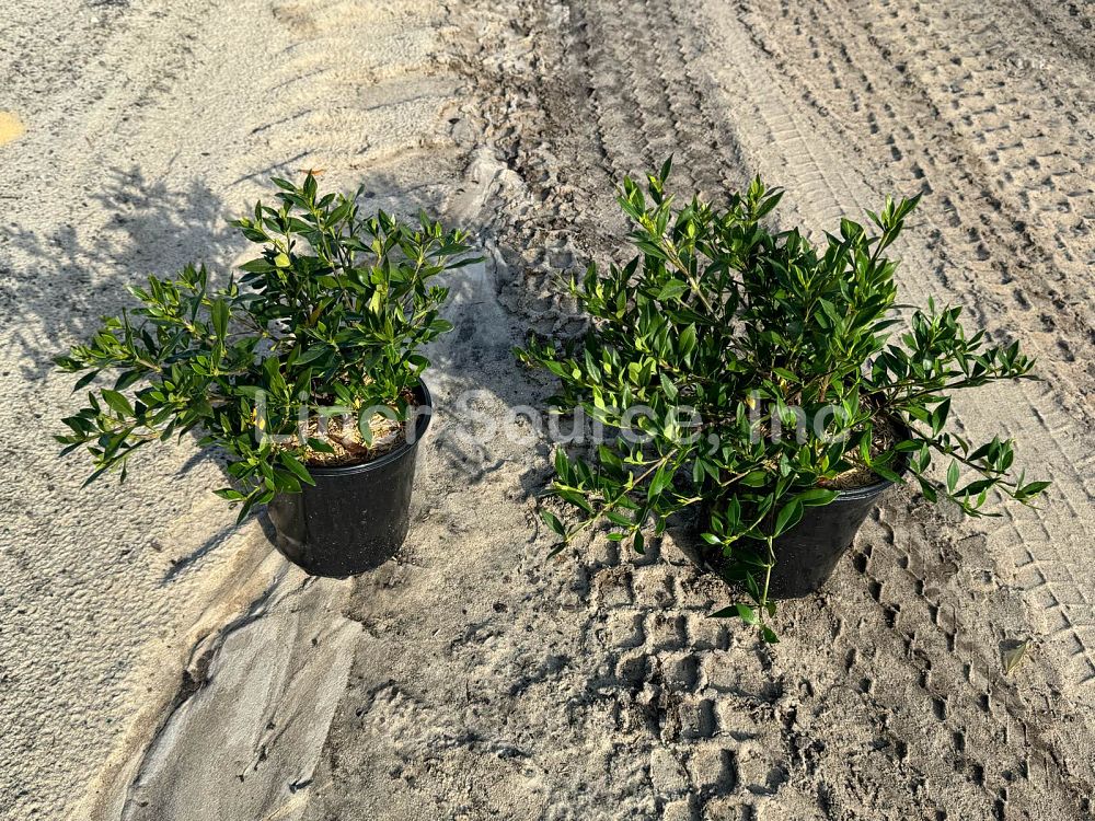 gardenia-jasminoides-radicans-cape-jasmine-gandharaj-gardenia-augusta