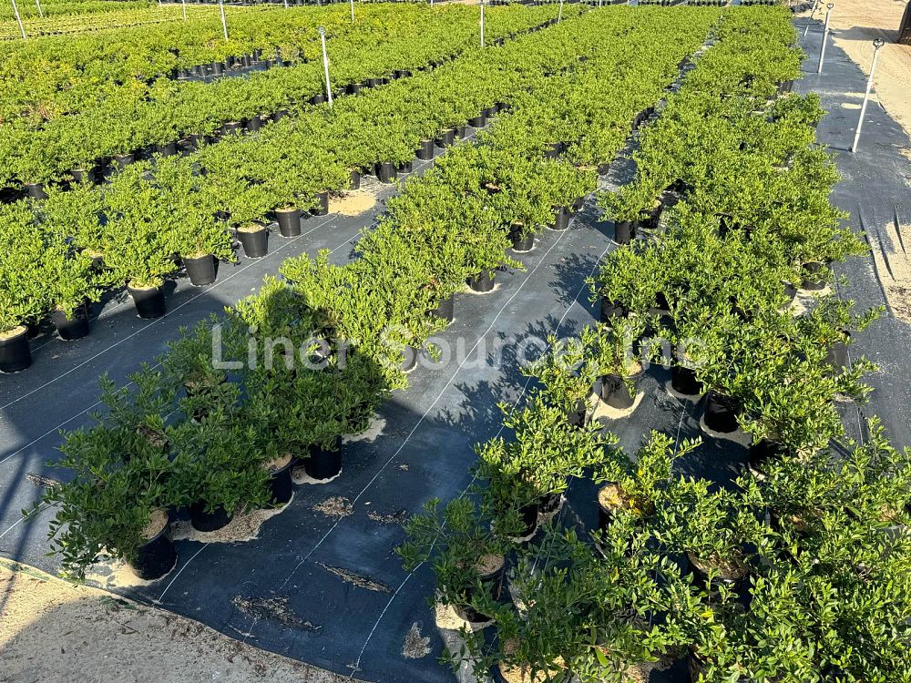 gardenia-jasminoides-radicans-cape-jasmine-gandharaj-gardenia-augusta