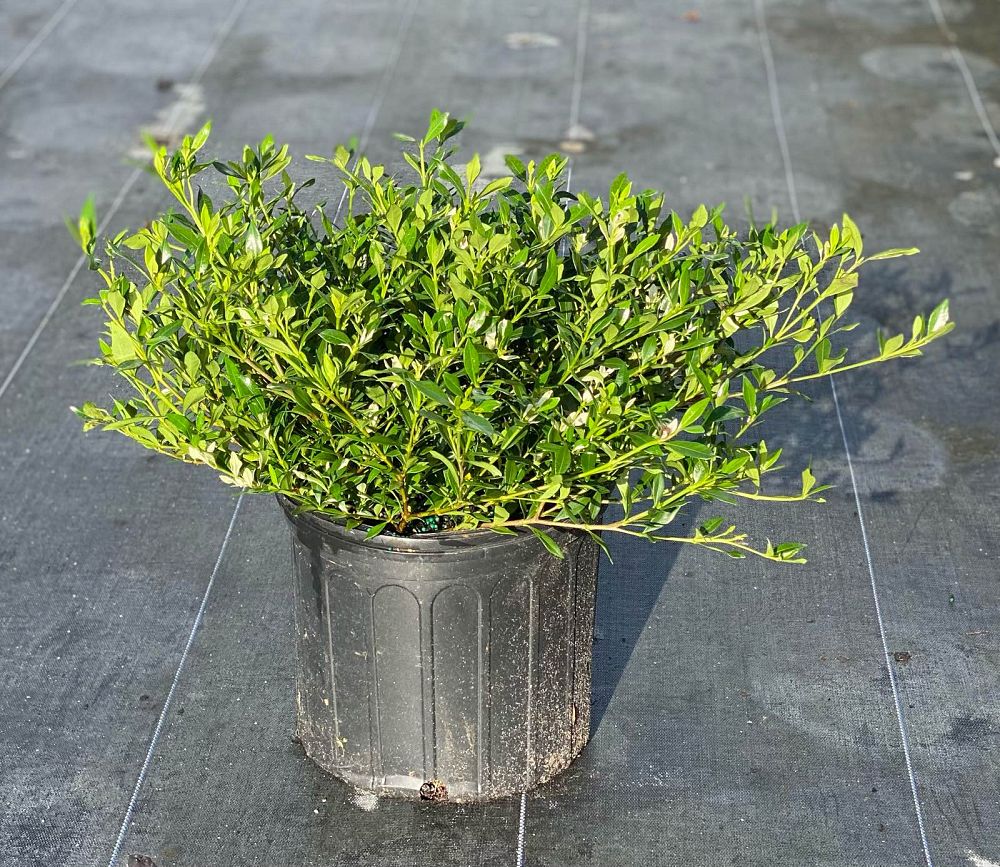 gardenia-jasminoides-radicans-cape-jasmine-gandharaj-gardenia-augusta