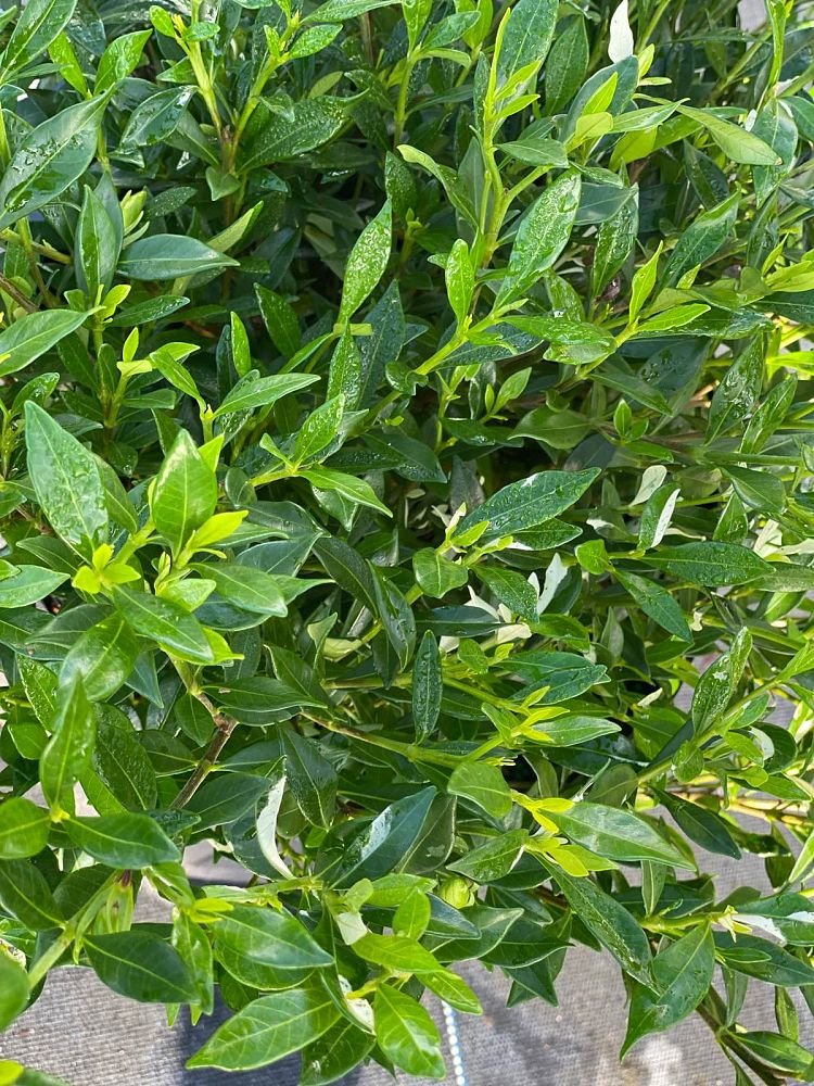 gardenia-jasminoides-radicans-cape-jasmine-gandharaj-gardenia-augusta