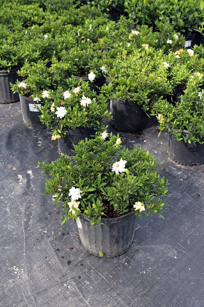 gardenia-jasminoides-radicans-cape-jasmine-gandharaj-gardenia-augusta