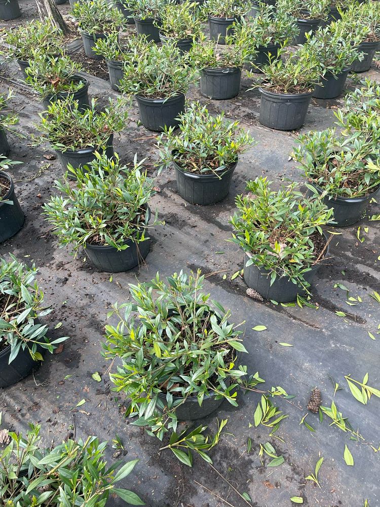 gardenia-jasminoides-radicans-cape-jasmine-gandharaj-gardenia-augusta