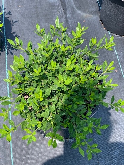 gardenia-jasminoides-radicans-cape-jasmine-gandharaj-gardenia-augusta